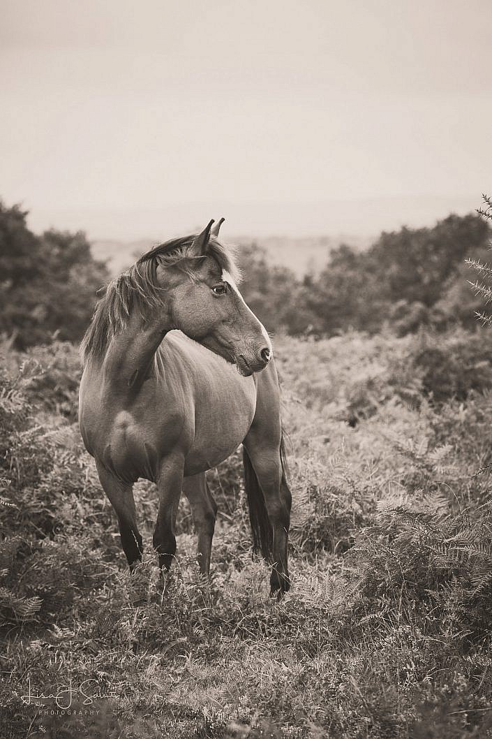 Fine Art Equine Print | Horse Photography